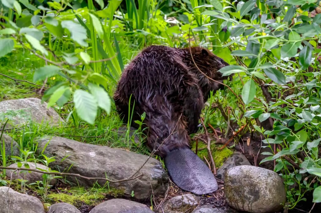 Biber am grünen Flussufer mit nassem Fell und sichtbarem Schwanz, seitliche Rückenansicht.