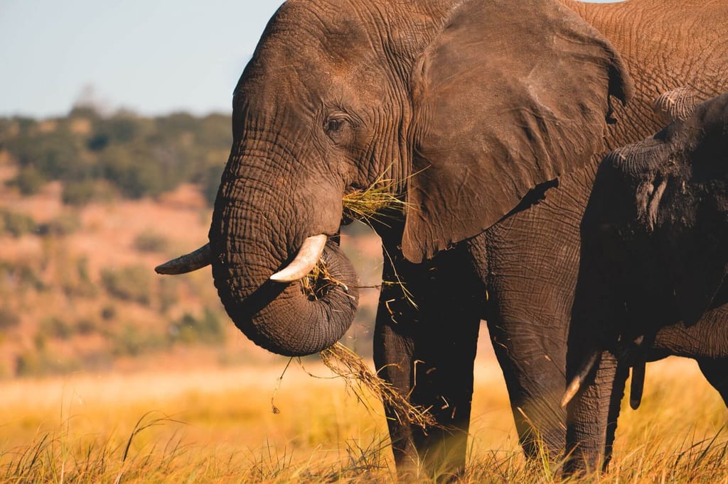 Ein Elefant frisst Gras auf einer Insel im Chobe River