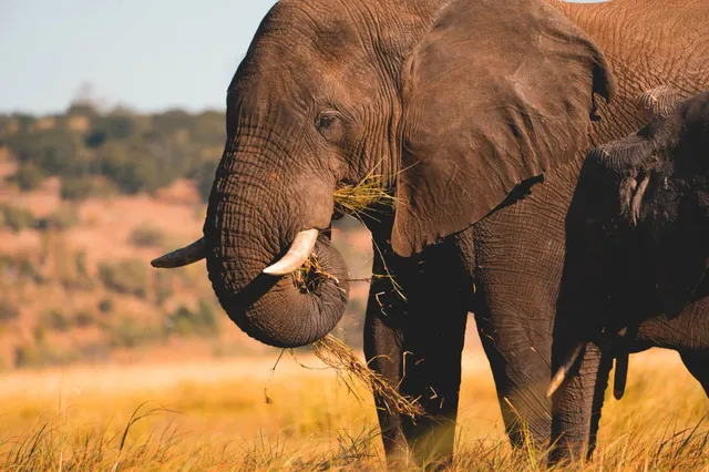 Ein Elefant frisst Gras auf einer Insel im Chobe River