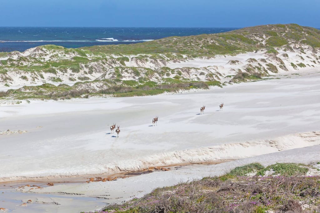 Vier Antilopen laufen über einen weißen Sandstrand vor Dünen und blauem Meer.