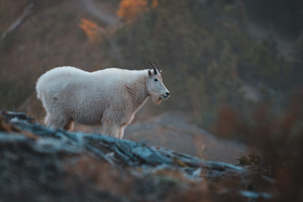 Eine Schneeziege in den Bergen