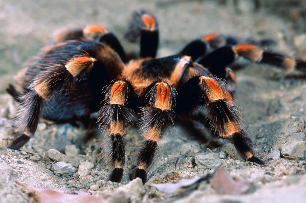 Nahaufnahme einer Rotbeinvogelspinnen mit orangefarbenen Beinmarkierungen auf kiesigem Boden.