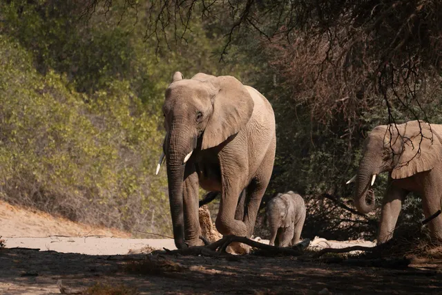 Wüstenelefanten im Hoanib im Damaraland