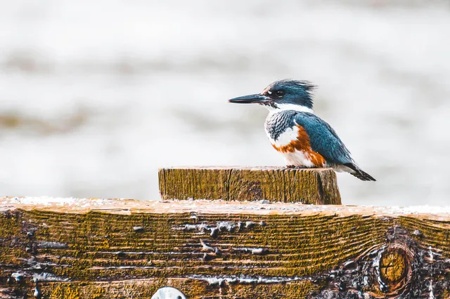 Gürtelfischer sitzt seitlich auf einem verwitterten Holzpfosten am Wasser.