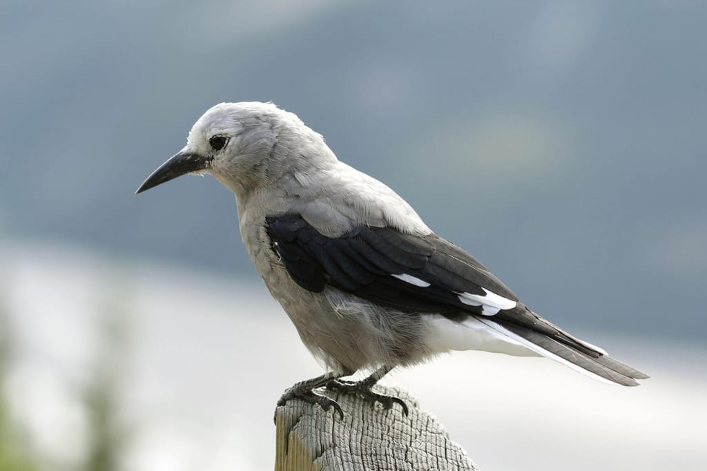 Kiefernhäher sitzt seitlich auf einem Holzpfahl, Nahaufnahme bei weichem Tageslicht.