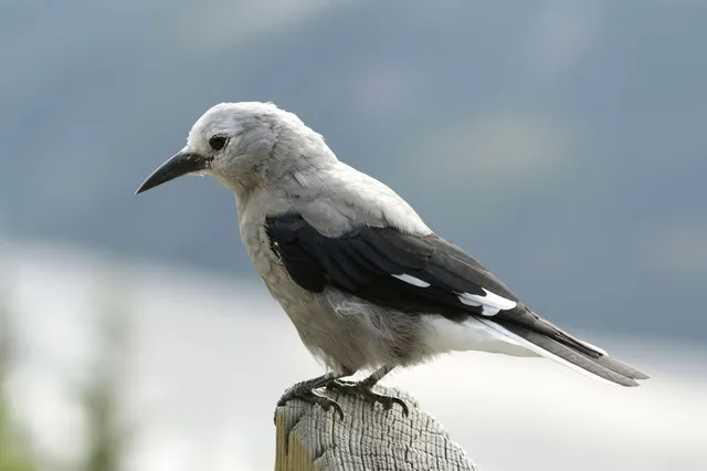 Kiefernhäher sitzt seitlich auf einem Holzpfahl, Nahaufnahme bei weichem Tageslicht.