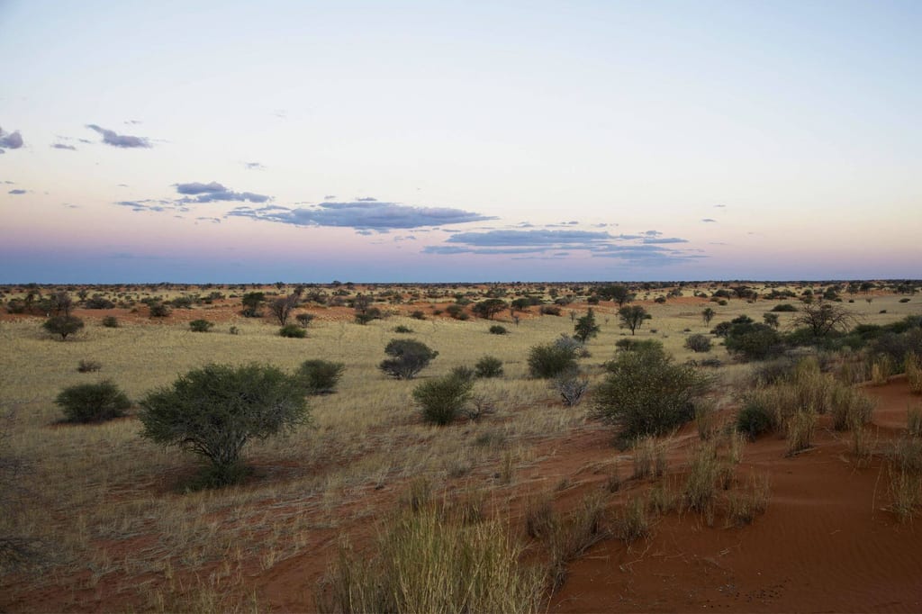 Weite Graslandschaft mit roten Dünen, vereinzelten Büschen und pastellfarbenem Dämmerungshimmel.