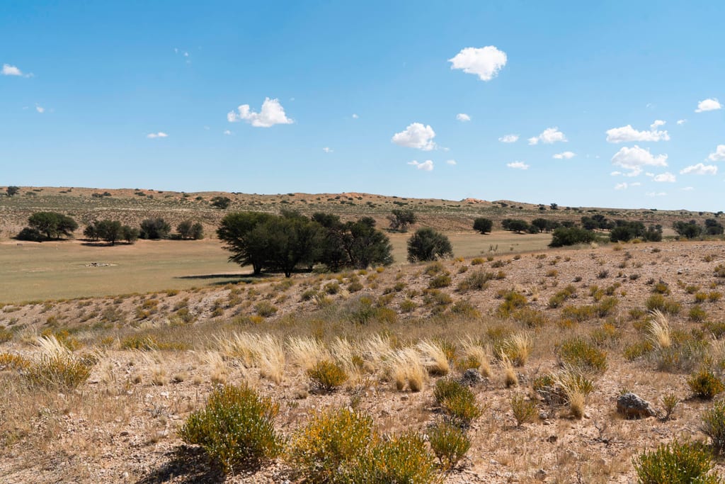 Halbtrockene Graslandschaft mit verstreuten Büschen und Bäumen unter blauem Himmel