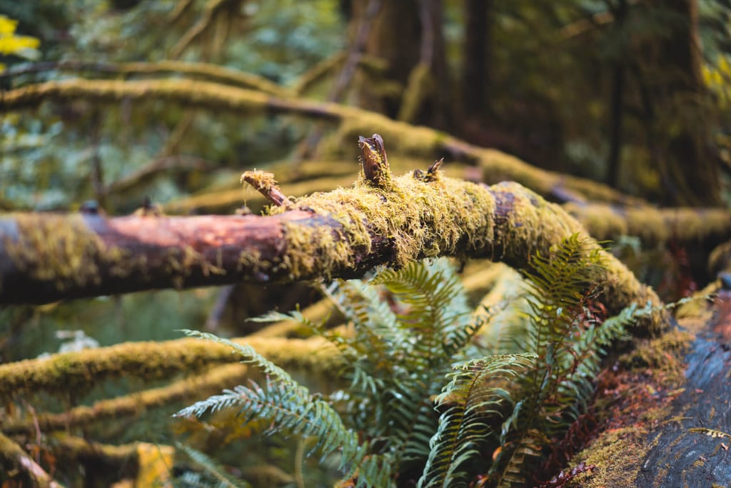 Mit Moos bewachsene Äste im dichten Regenwald auf Vancouver Island