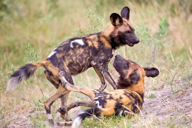Zwei junge Hunde mit geflecktem Fell raufen spielend in grasiger Savanne bei Tageslicht.