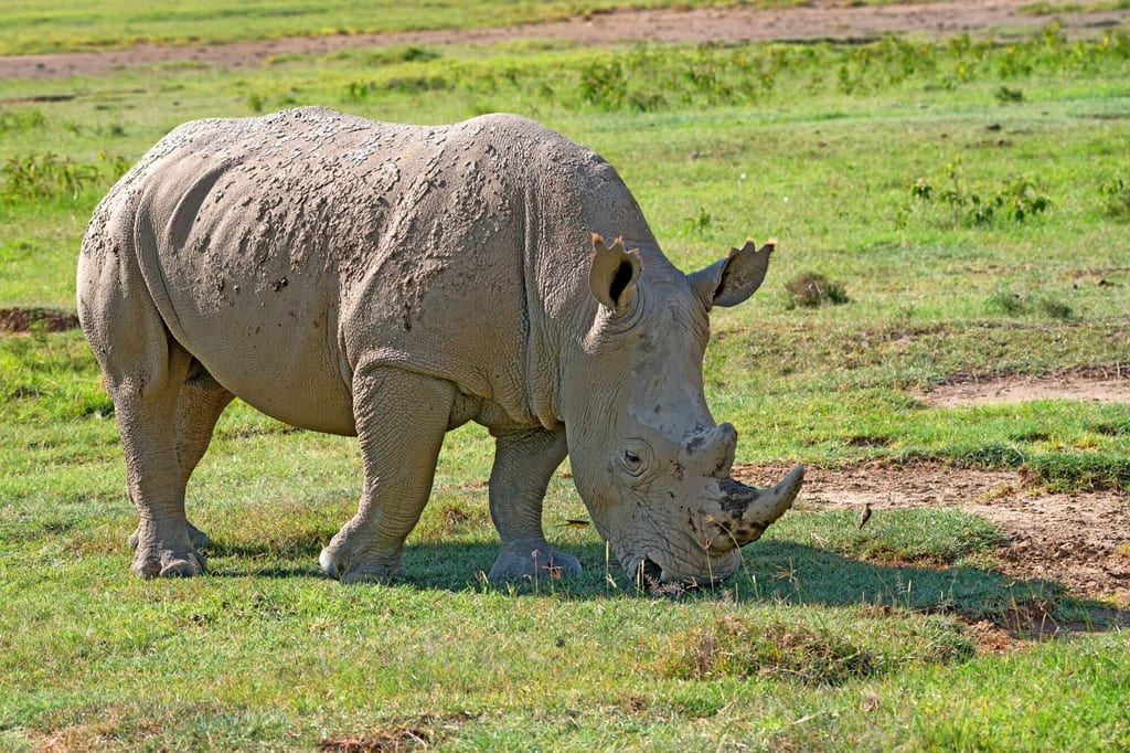 Ein Nashorn grast seitlich auf einer grasbewachsenen Fläche, Rücken mit Schlamm bedeckt.