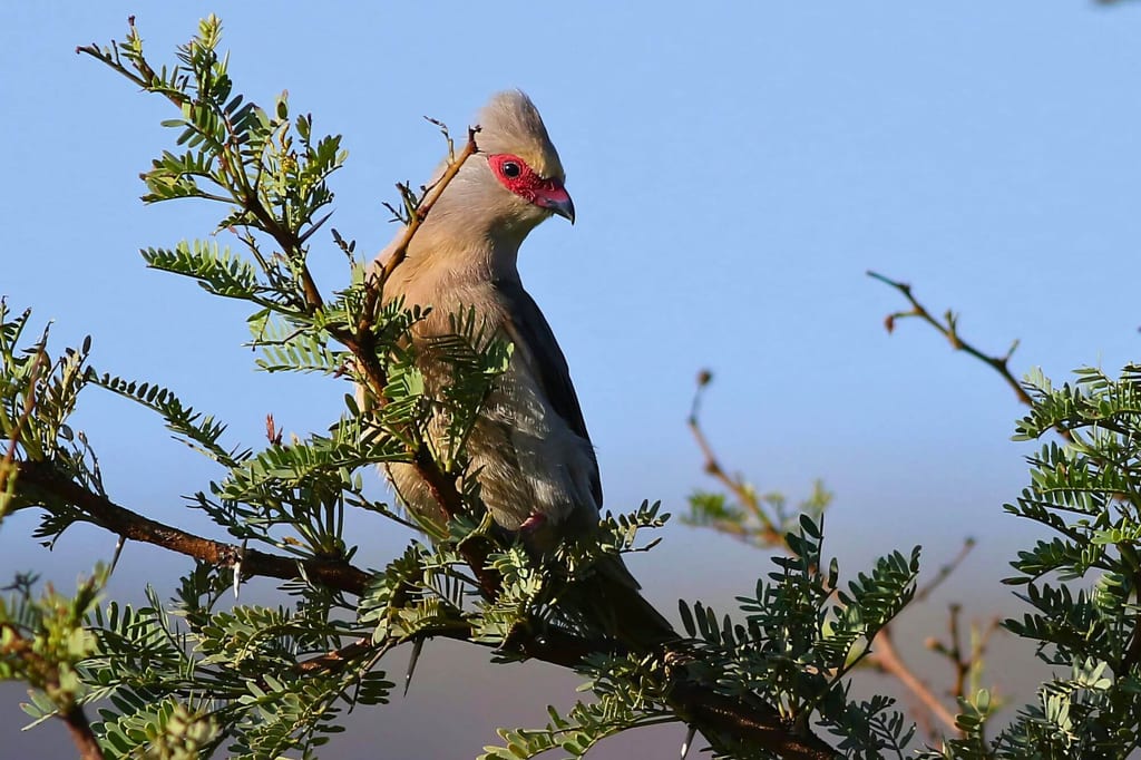 Rotzügel-Mausvogel sitzt auf einem Ast vor blauem Himmel bei hellem Tageslicht.