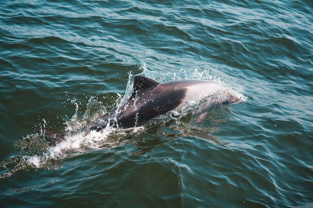 Delfin bricht an der Wasseroberfläche, spritzendes grünblaues Meer, Aufnahme von oben