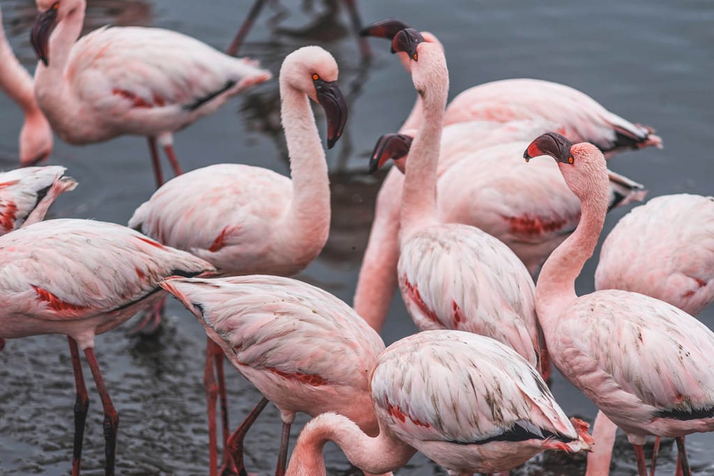 Mehrere Zwergflamingos waten dicht beieinander im flachen Wasser bei diffusem Tageslicht.