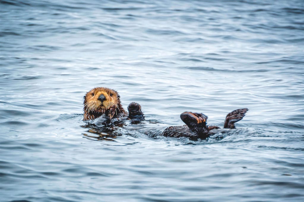 Seeotter liegt auf dem Rücken im ruhigen Meerwasser und blickt zur Kamera.