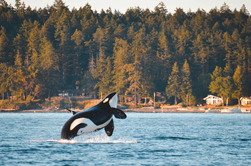 Whale Watching vor Vancouver Island