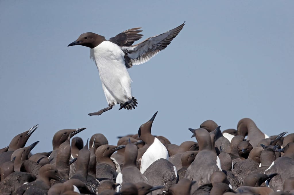Große Kolonie Trottellummen, ein Vogel im Landeanflug über der dicht gedrängten Gruppe.