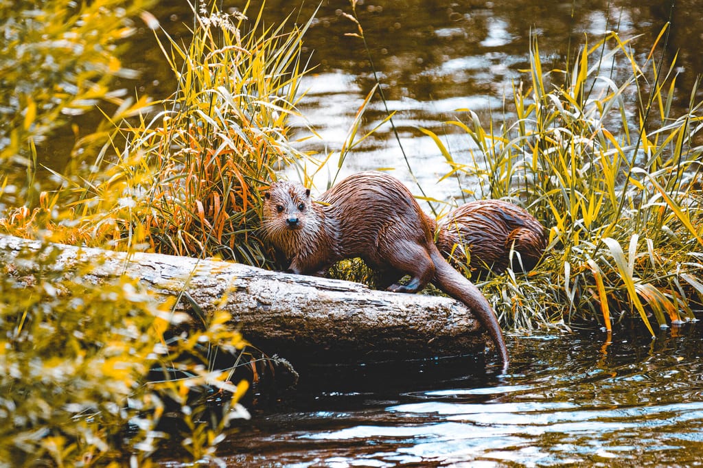Zwei nordamerikanische Fischotter auf einem Baumstamm am Schilfufer, eine blickt zur Kamera.