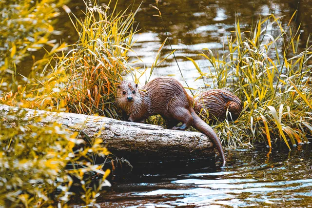 Zwei nordamerikanische Fischotter auf einem Baumstamm am Schilfufer, eine blickt zur Kamera.