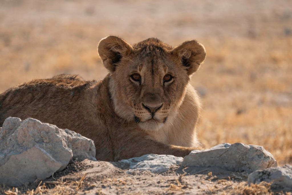 Ein Jungtier des Löwenrudels im Etosha