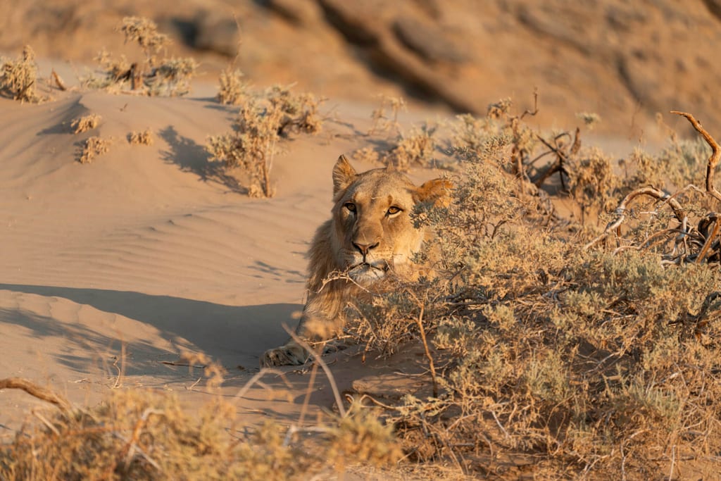 Großkatze liegt getarnt im Sand zwischen niedrigen Sträuchern bei warmem Seitenlicht.