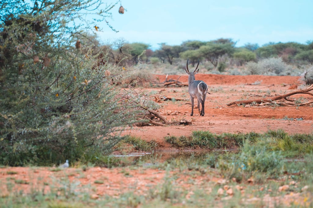 Wasserbock zwischen den Büschen im Private Game Reserve Namibia