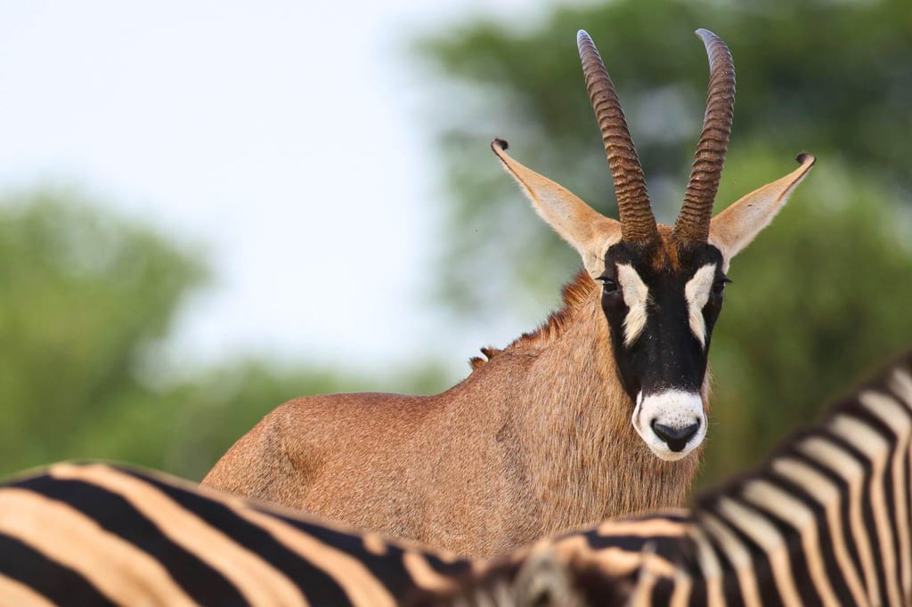 Nahaufnahme einer Antilope mit markanten Hörnern und unscharfen gestreiften Huftieren im Vordergrund.