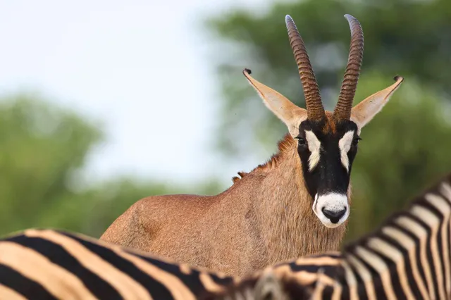 Nahaufnahme einer Antilope mit markanten Hörnern und unscharfen gestreiften Huftieren im Vordergrund.