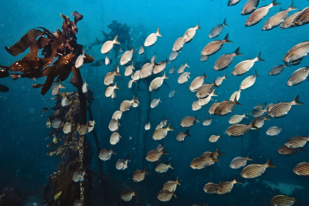 Unterwasserbild: dichter Schwarm kleiner Fische schwimmt durch einen Kelpwald im blauen Ozean.