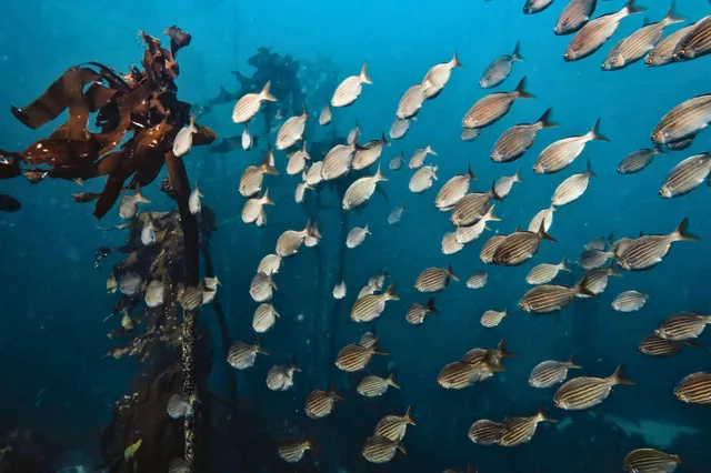 Unterwasserbild: dichter Schwarm kleiner Fische schwimmt durch einen Kelpwald im blauen Ozean.