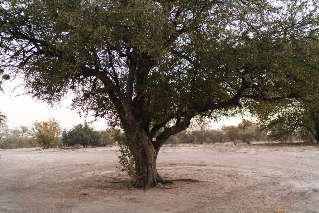 Großer einzelner Baum auf sandigem, trockenem Gelände im weichen Licht kurz vor Sonnenuntergang.