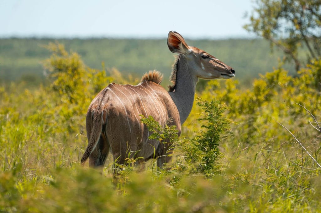 Einzelne Antilope im sonnigen Buschland, seitlich porträtiert.
