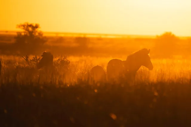 Mehrere Pferde in hoher Graslandschaft als Silhouetten im warmen Gegenlicht der Abendsonne.
