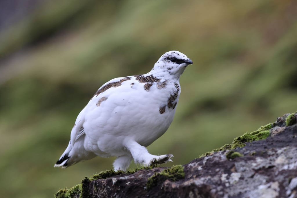 Isländisches Alpenschneehuhn auf moosigem Felsen in Seitenansicht bei diffusem Tageslicht