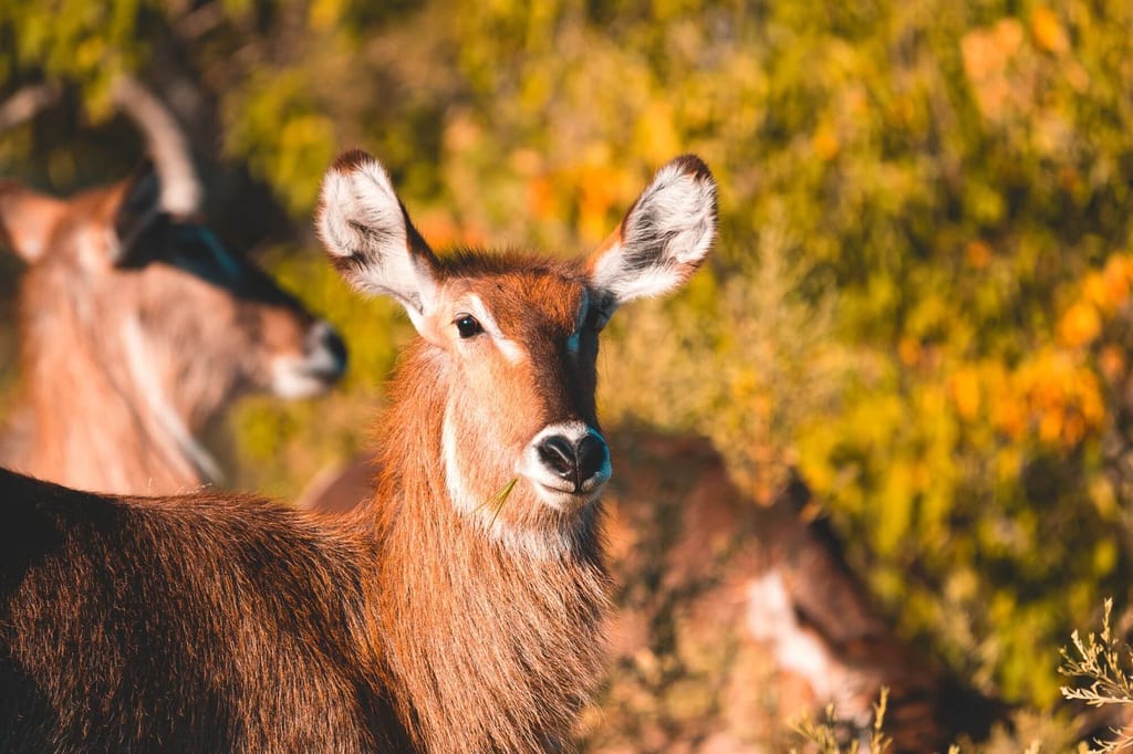 Ellipsen-Wasserbock im Porträt in goldenem Licht, weitere Tiere unscharf im Hintergrund.