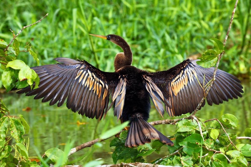 Wasservogel auf Ast breitet die Flügel über einem grünen Sumpf aus.