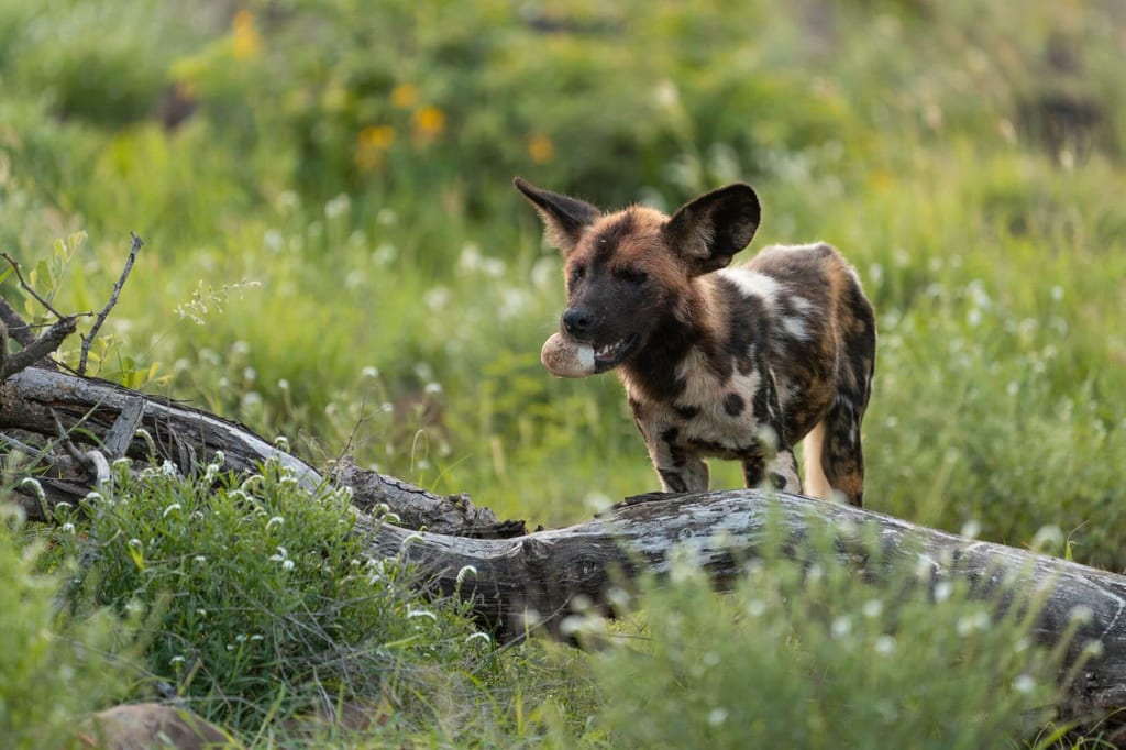 Hundartiges Raubtier mit Knochen im Maul steht in grasiger Lichtung bei weichem Abendlicht.