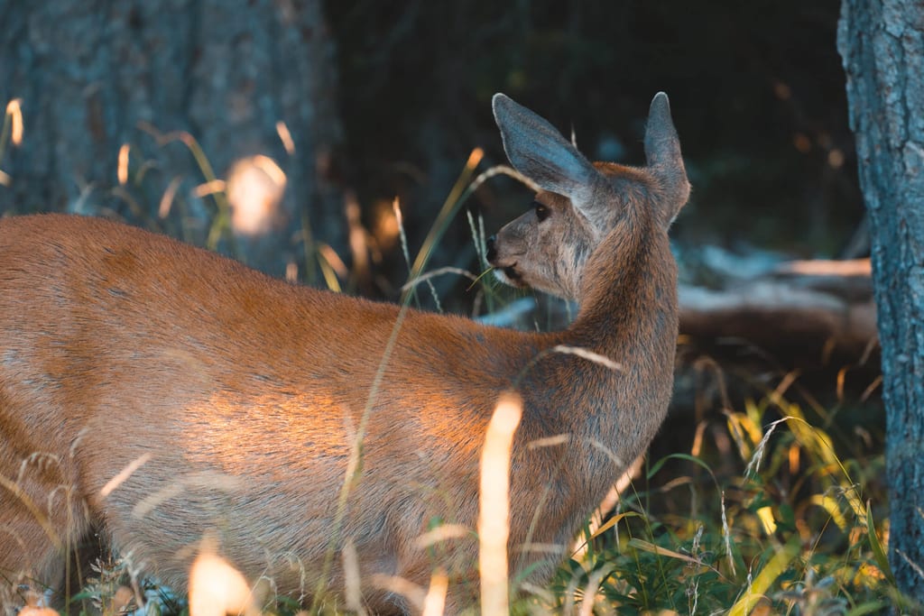 Vancouver Island Tiere