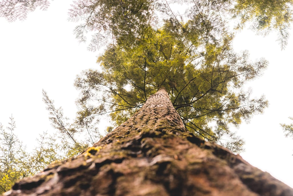 Riesige Bäume im Capilano Suspension Bridge Park