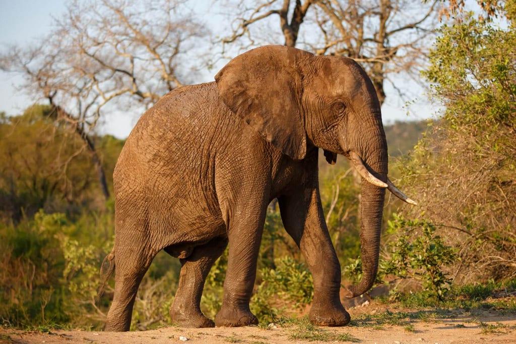 Einzelner Elefant im warmen Abendlicht läuft im trockenen Buschland, Seitenansicht.