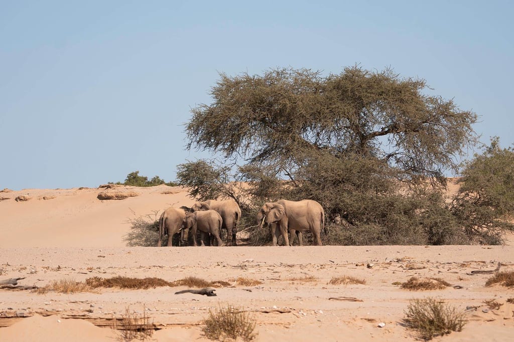Elefantenherde steht im Schatten eines großen Baums in der trockenen Wüstenlandschaft der Hoanib, Namibia.