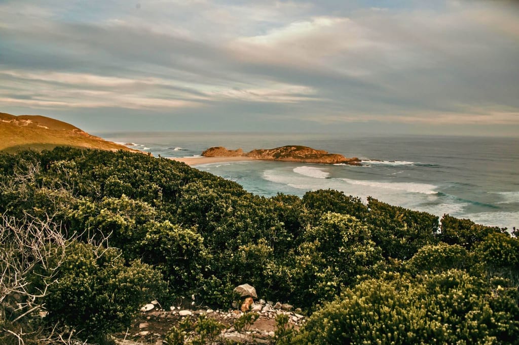 Blick über dichte Küstenbüsche zu einer sandigen Bucht und dem ruhigen Meer unter bedecktem Himmel