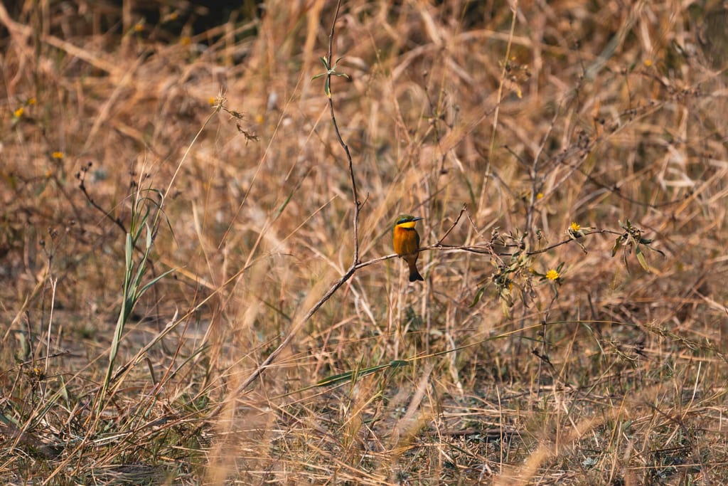 Kleiner farbiger Singvogel auf Zweig in trockener Graslandschaft bei warmem Seitenlicht