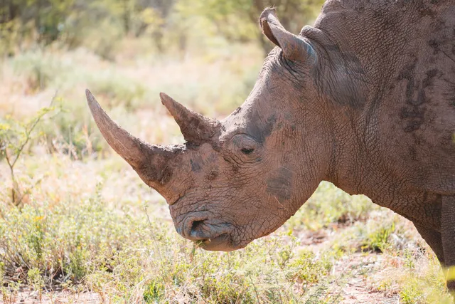Nashorn in Afrika