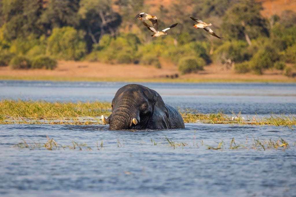 Elefant teilweise im Flusswasser, Vögel fliegen darüber, Ufer mit Schilf und Bäumen im warmen Licht