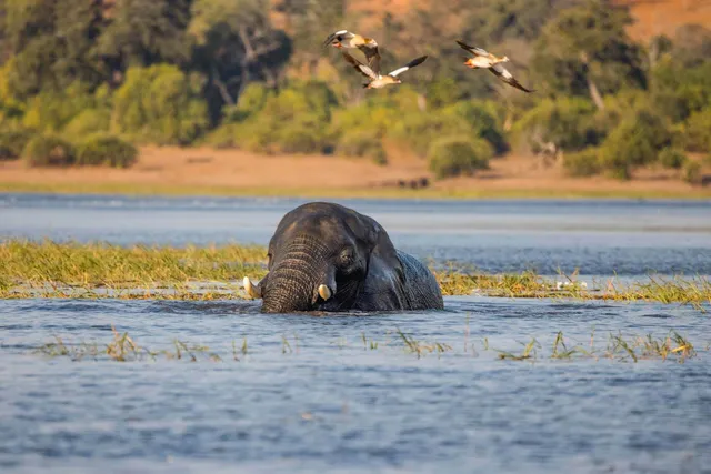 Elefant teilweise im Flusswasser, Vögel fliegen darüber, Ufer mit Schilf und Bäumen im warmen Licht