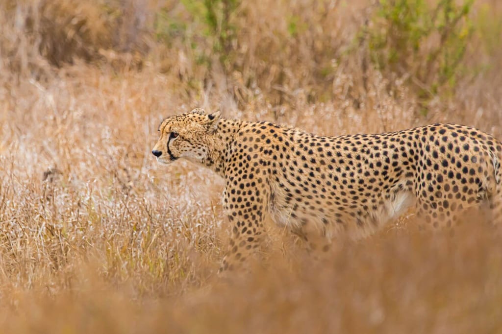 Seitenansicht einer Raubkatze, die im trockenen Gras eines offenen Graslands geht.