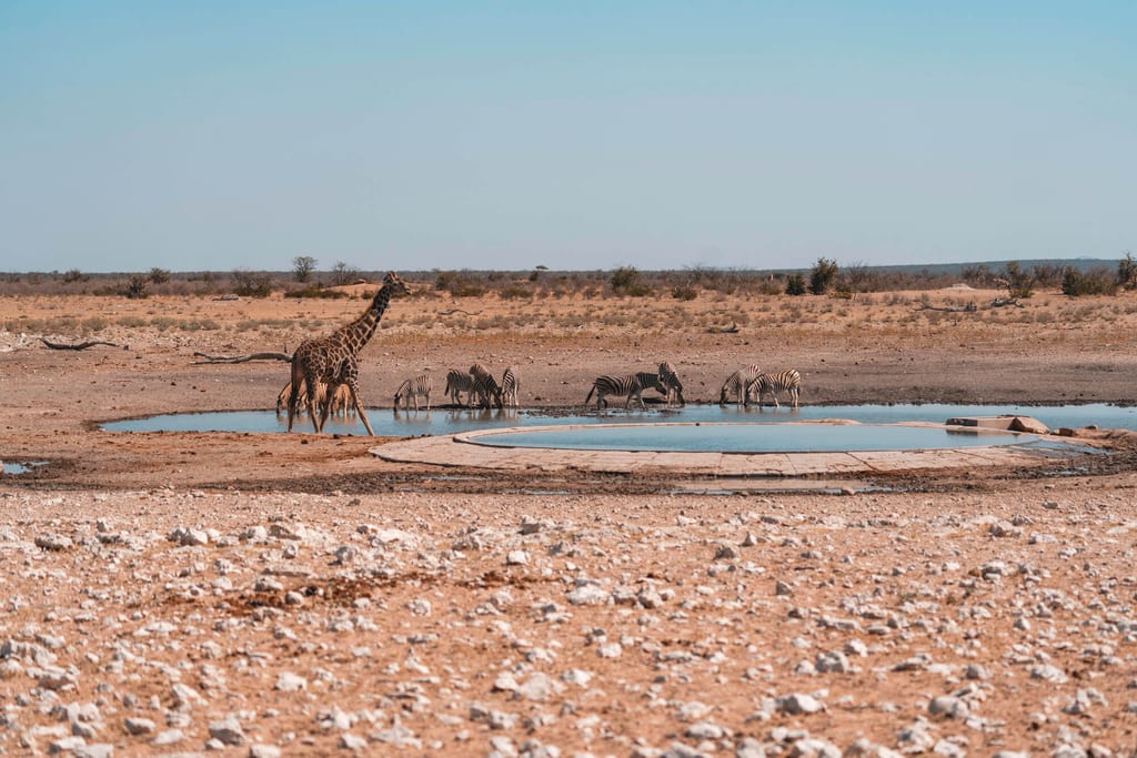 Weite Savanne mit Wasserloch, ein langhalsiges Säugetier und mehrere gestreifte Huftiere trinken.