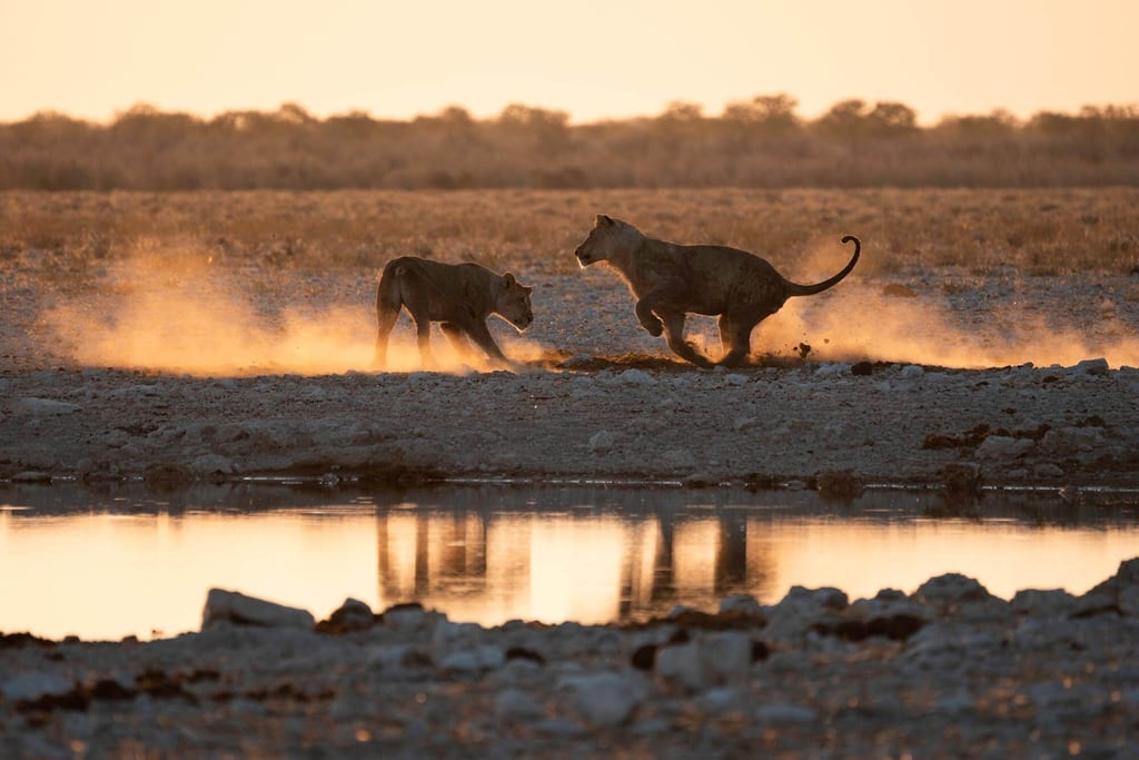 Zwei Raubkatzen am Wasserloch bei Sonnenuntergang mit aufgewirbeltem Staub und Spiegelung.