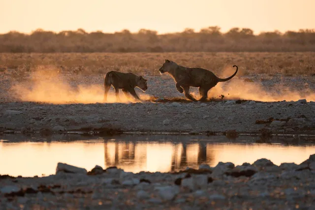Zwei Raubkatzen am Wasserloch bei Sonnenuntergang mit aufgewirbeltem Staub und Spiegelung.